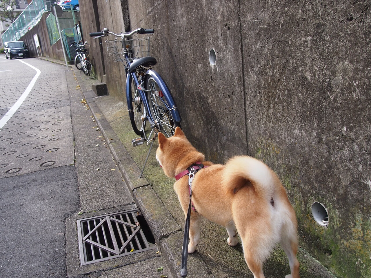 【限时投球规则】投手如何利用时间压力取胜?,投球时的规则