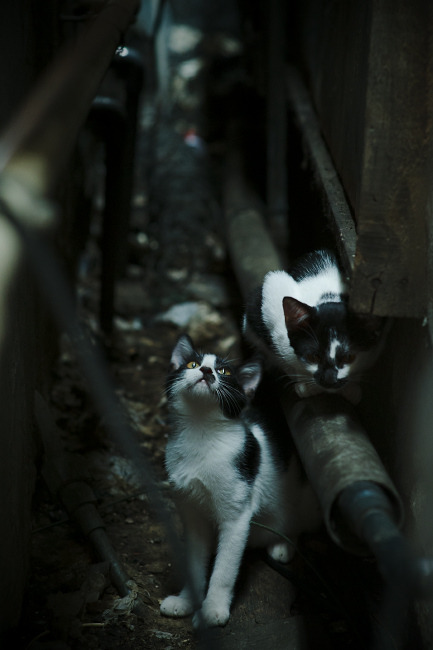 开云体育开云-史上最“燃”灌篮比赛，哪个瞬间最令人震撼？，灌篮大赛